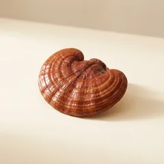 Reishi